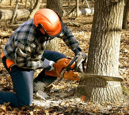 Tree Removal in Kemp, OK